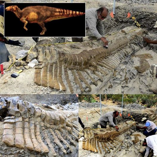 "Unveiling the Mystery: Archaeologists Intrigued by the Puzzling Discovery of a 72-Million-Year-Old Dinosaur Tail in the Mexican Desert.