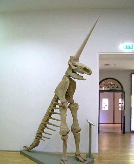 The Odd History of Germany’s “Unicorn” Fossil