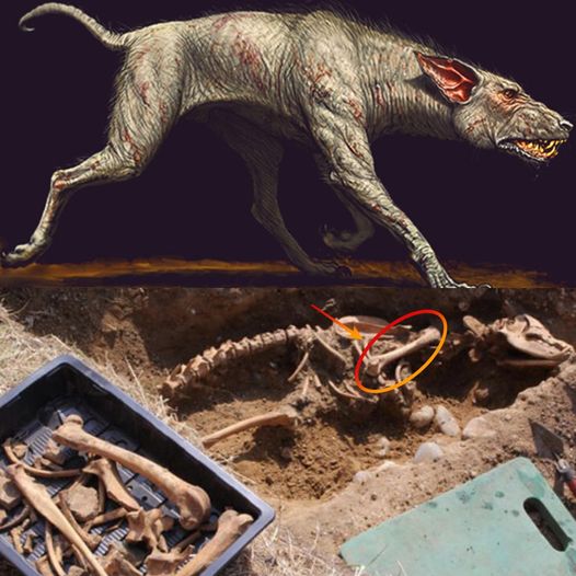 Unveiling Ancient Enigmas: The Discovery of a 10-Million-Year-Old Hellhound Skeleton