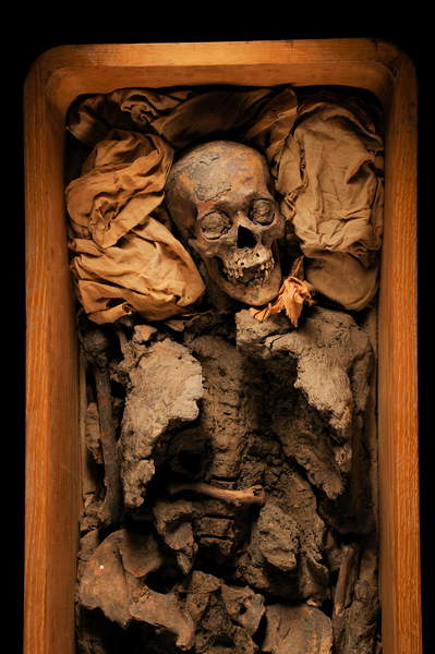 Mummified skull of Amenhotep III