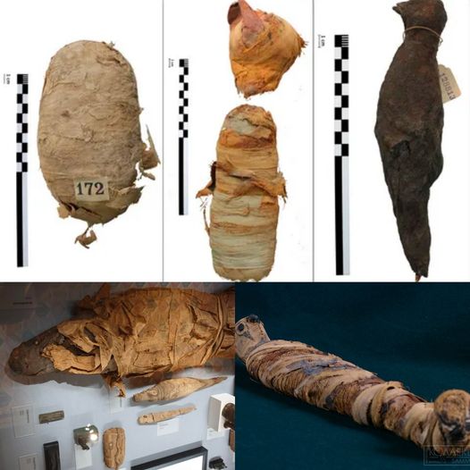 Unveiling Ancient Guardians: Mummified Baby Crocodiles from Egypt's Ptolemaic or Roman Era