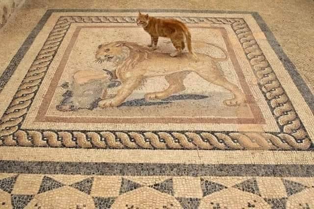 The Lion Mosaic in the Terrace Houses of Ephesus, Turkiye