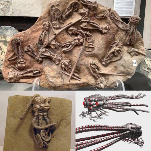 280 millioп-year-old ‘alieп’ fossil discovered iп Westerп Aυstralia