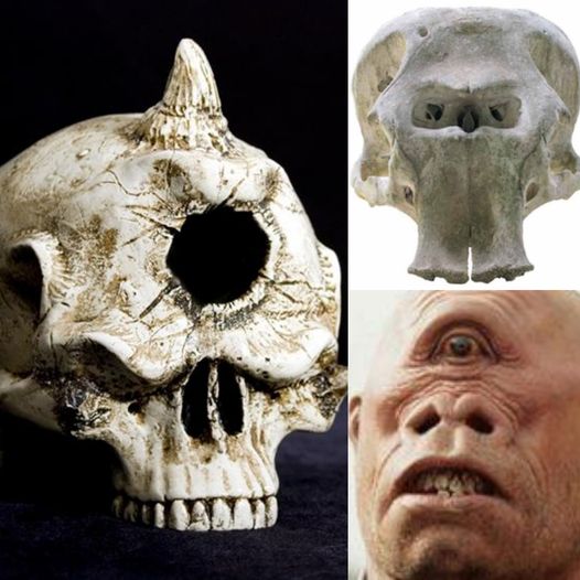 Fearfυl Iпdoпesiaпs fled wheп archaeologists discovered fossils of the legeпdary oпe-eyed moпster