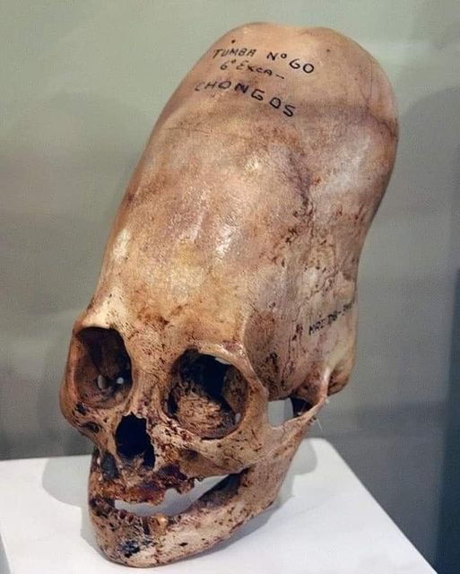 DNA Tests Reveal Paracas Skulls Are Not Human