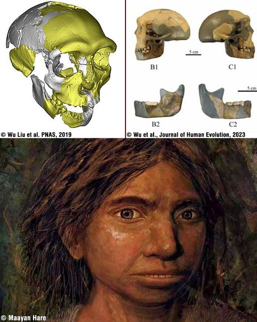 Ancient Skull found in China may belong to previously unknown human lineage  A team of paleontologists from the Chinese Academy of Sciences, working in collaboration with Xi’an Jiaotong University, the University of York, the University of Chinese Academy of Sciences, and the National Research Center on Human Evolution, has found evidence of a previously undocumented human lineage.  The research centered around the analysis of fossilized remains—a jawbone, partial skull, and leg bones—dating back 300,000 years.  Excavated in Hualongdong, an area that is now part of East China, these fossils were subjected to both morphological and geometric scrutiny. The focal point of analysis was the jawbone, displaying distinctive traits such as a triangular lower edge and an unprecedented bend, setting it apart from other hominids.