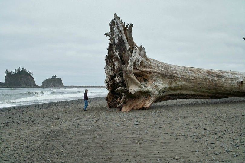 Ancient Forests of Britain: A Timeless Beauty Amidst Giant Driftwood
