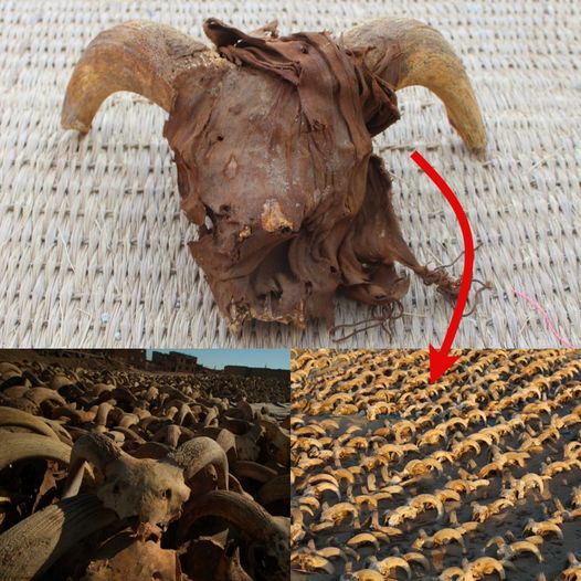 Archaeologists Discover 2,000 Mummified Ram Skulls in Temple of Ramses II