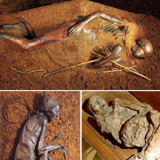 Delving into Scandinavia's Secrets through the Examination of Over 1,000 Corpses, Including Famous Peatland Mummies. 