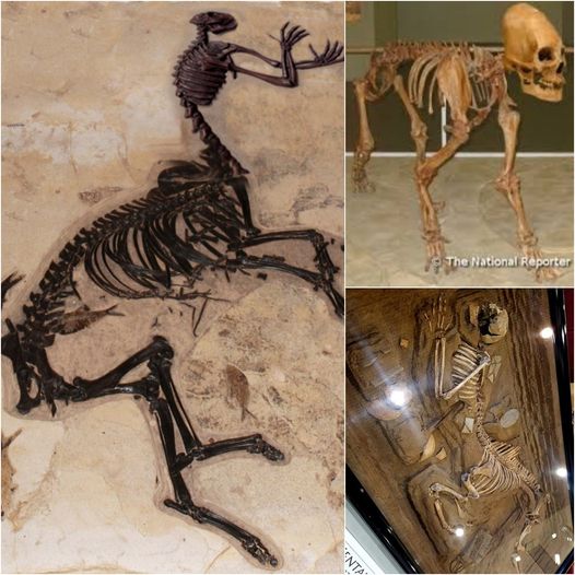 Researchers Unearth Original Skeleton of Equihominid Aprilis near Volos.