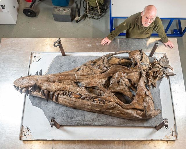 Colossal pliosaur sea monster skull on display in Dorset