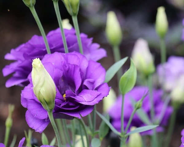 The Enigmatic Beauty of Lisianthus: Unveiling Nature's Masterpiece