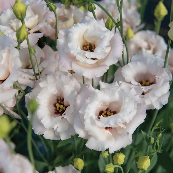 The Enigmatic Beauty of Lisianthus: Unveiling Nature's Masterpiece