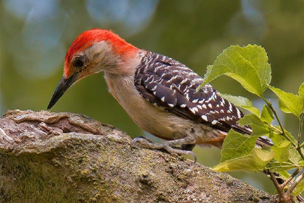 The Red-Bellied Woodpecker Nature's Vibrant Drummer