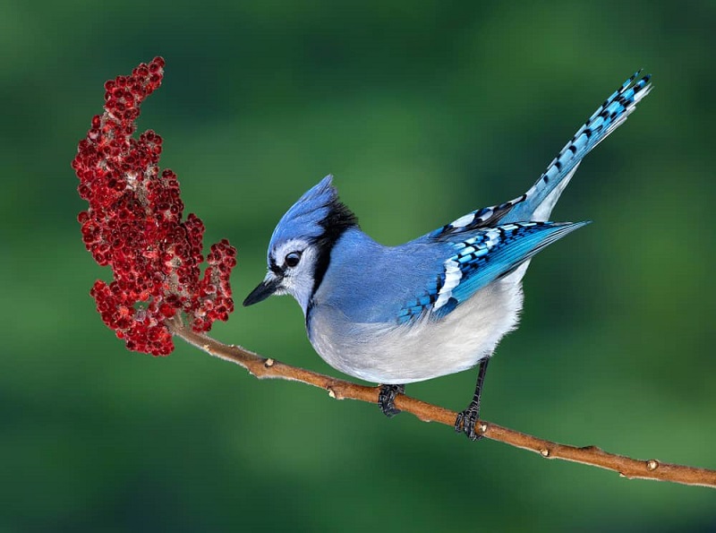 A Blue Jay Symbolizes More Than Meets the Eye