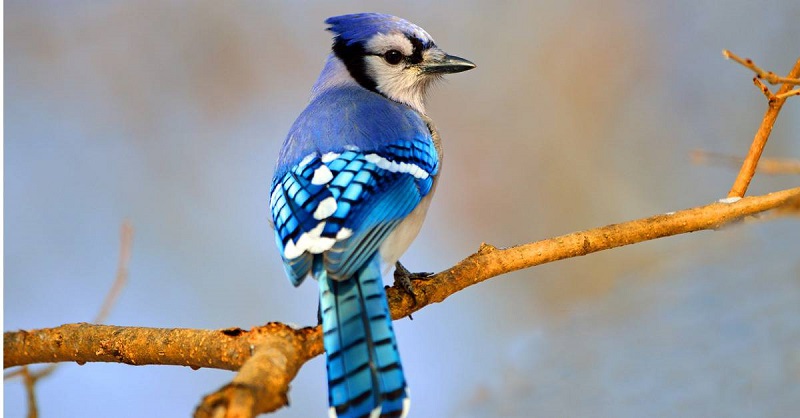 A Blue Jay Symbolizes More Than Meets the Eye