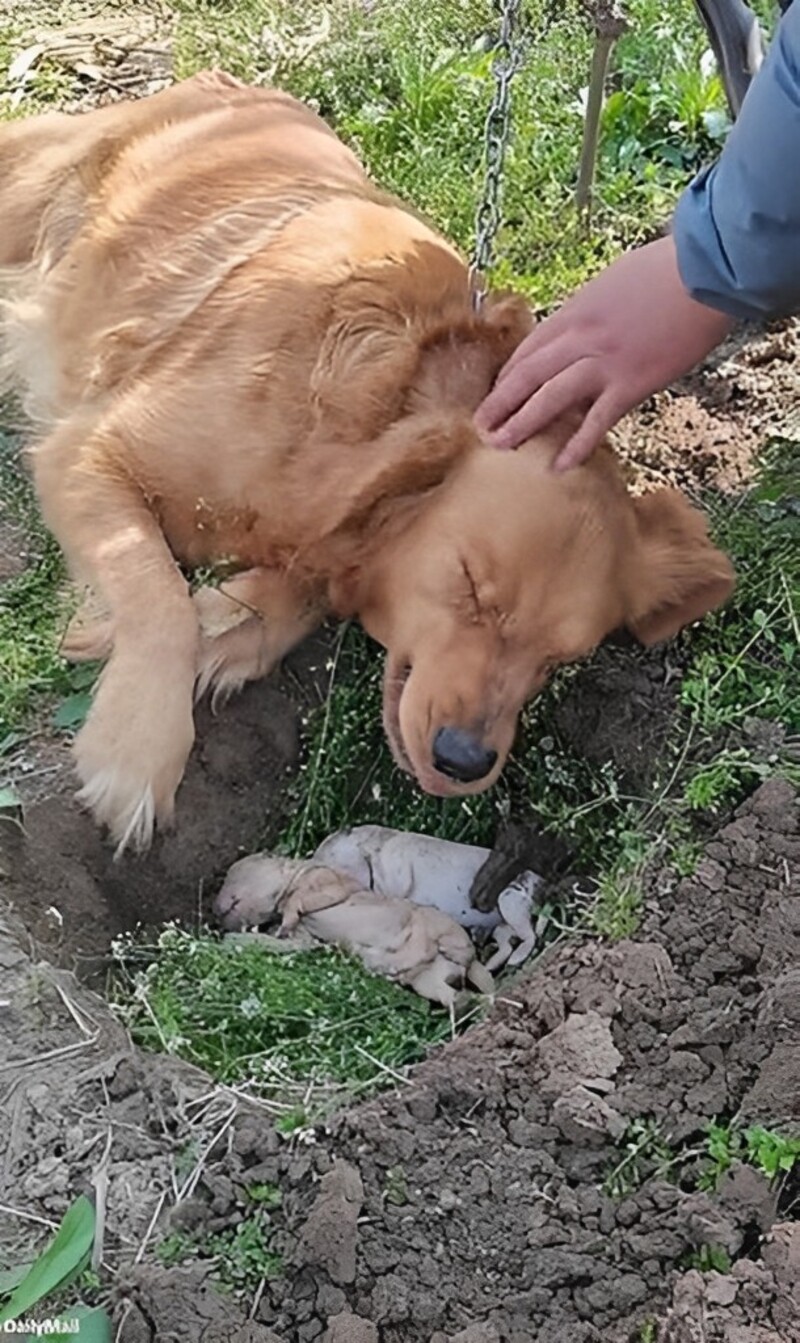 A heartbroken mother dog mourns her deceased puppies, digging a grave for them and remaining faithfully by their side, stirring deep emotions of sorrow and tenderness.