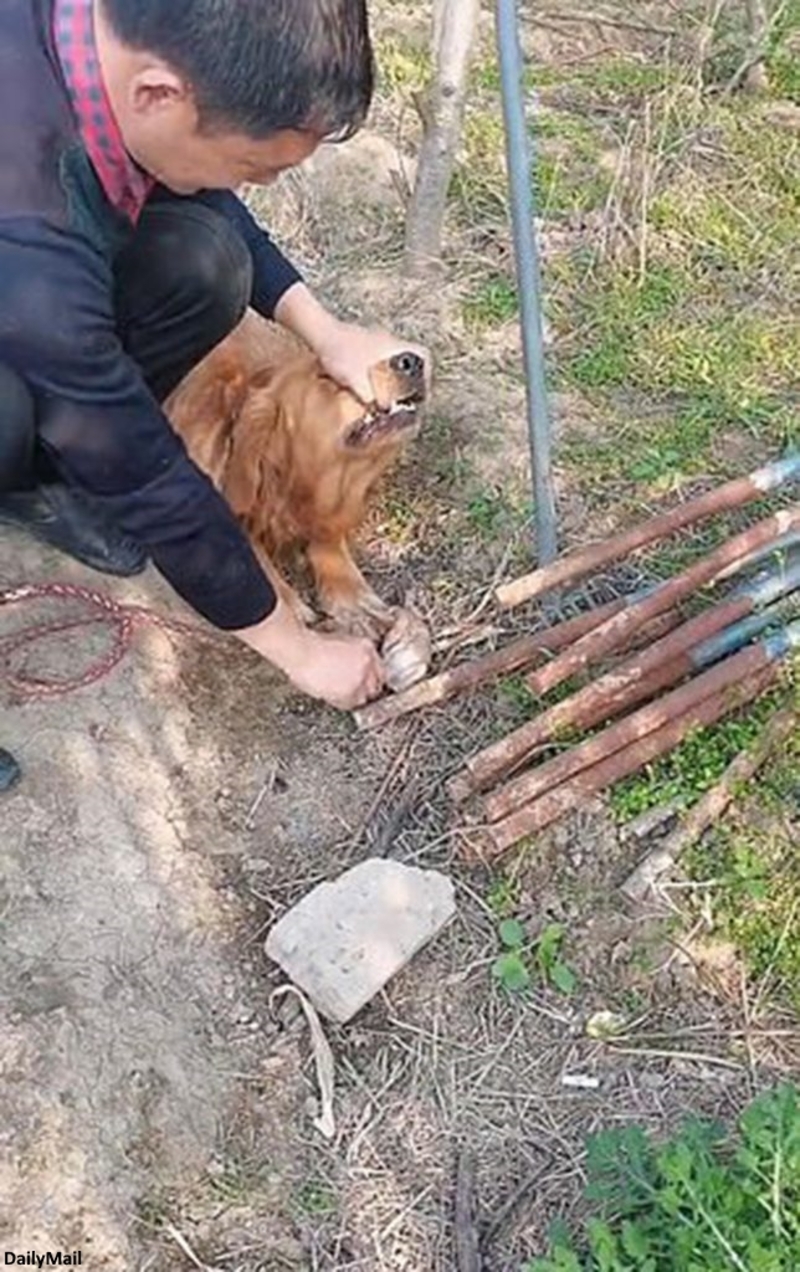 A heartbroken mother dog mourns her deceased puppies, digging a grave for them and remaining faithfully by their side, stirring deep emotions of sorrow and tenderness.