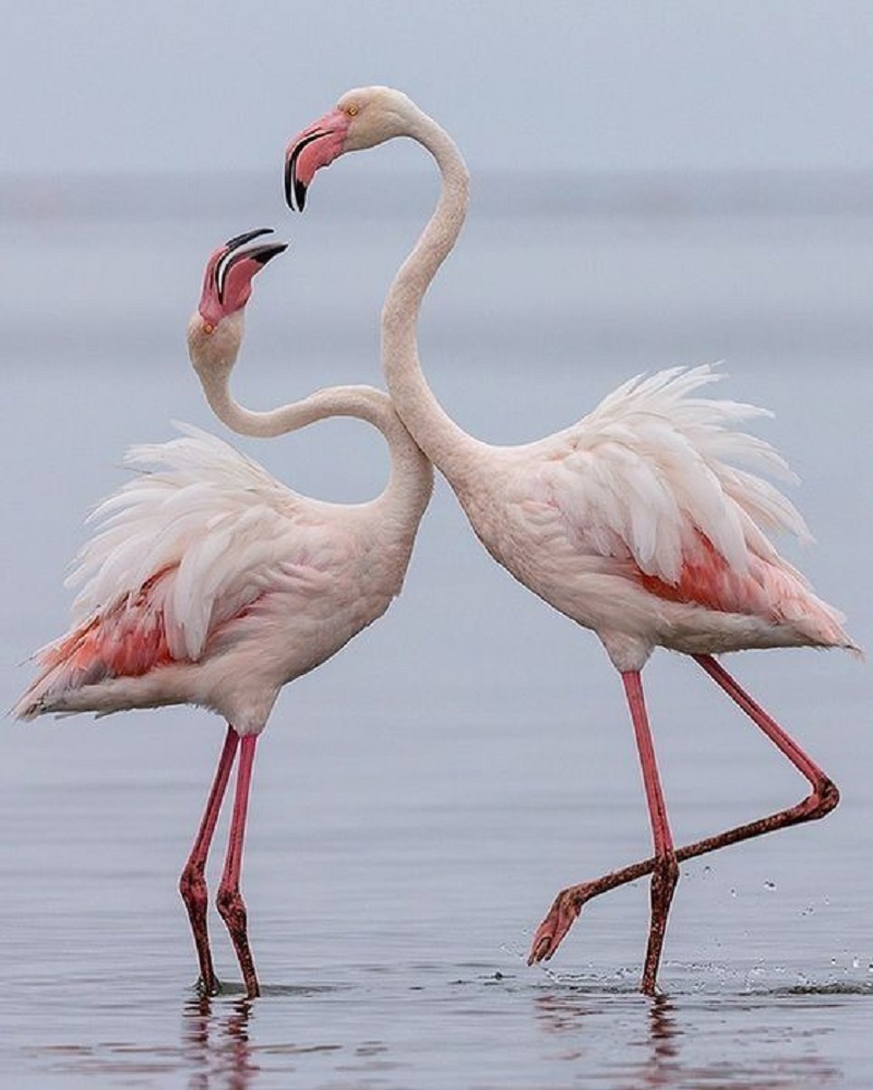 Graceful Elegance: Celebrating the Enchanting Beauty of Flamingos