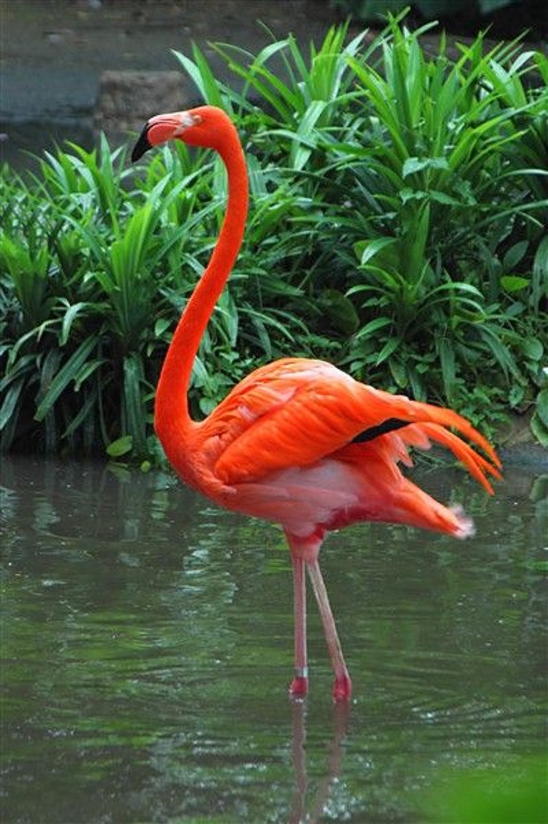 Graceful Elegance: Celebrating the Enchanting Beauty of Flamingos