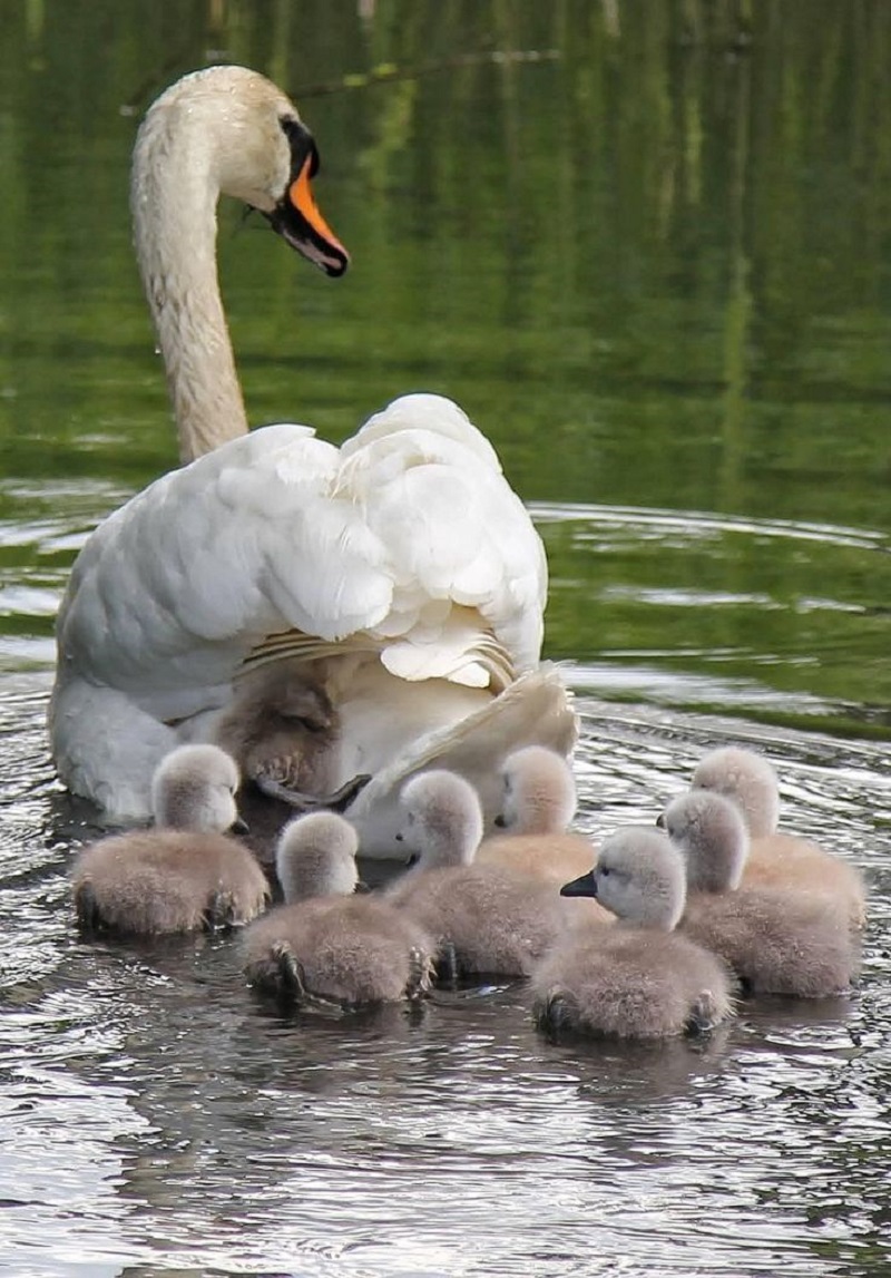 A Tale of Tender Care: The White Swan's Nurturing Love for Its Young