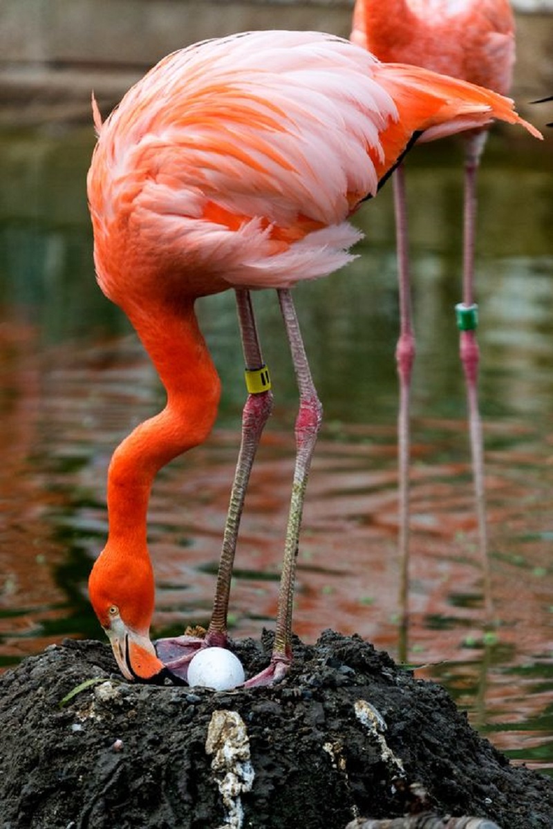 Love in Pink: The Remarkable Parenting of Flamingos