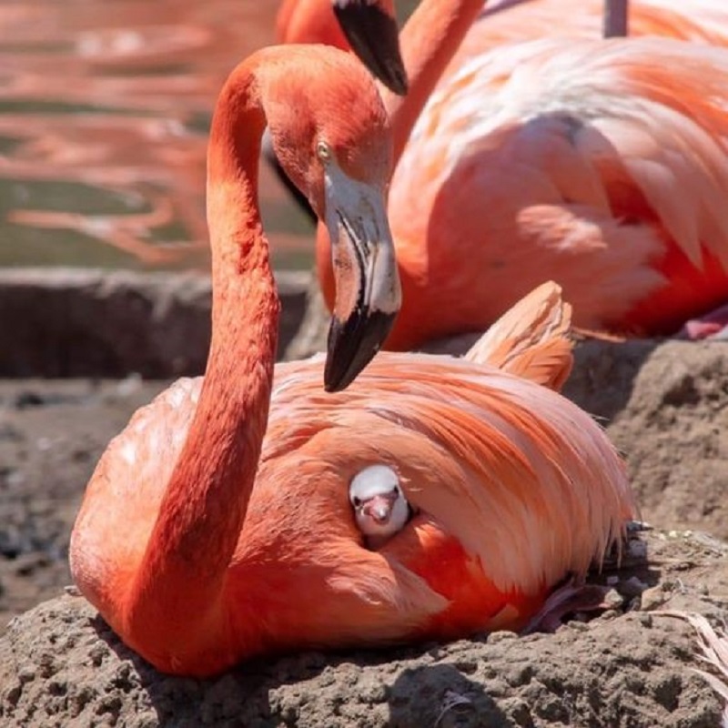 Love in Pink: The Remarkable Parenting of Flamingos
