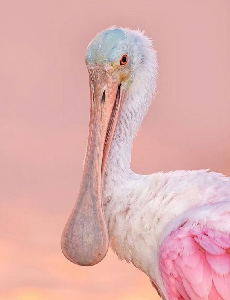 The Enchanting Roseate Spoonbill: A Bird of Elegance and Grace