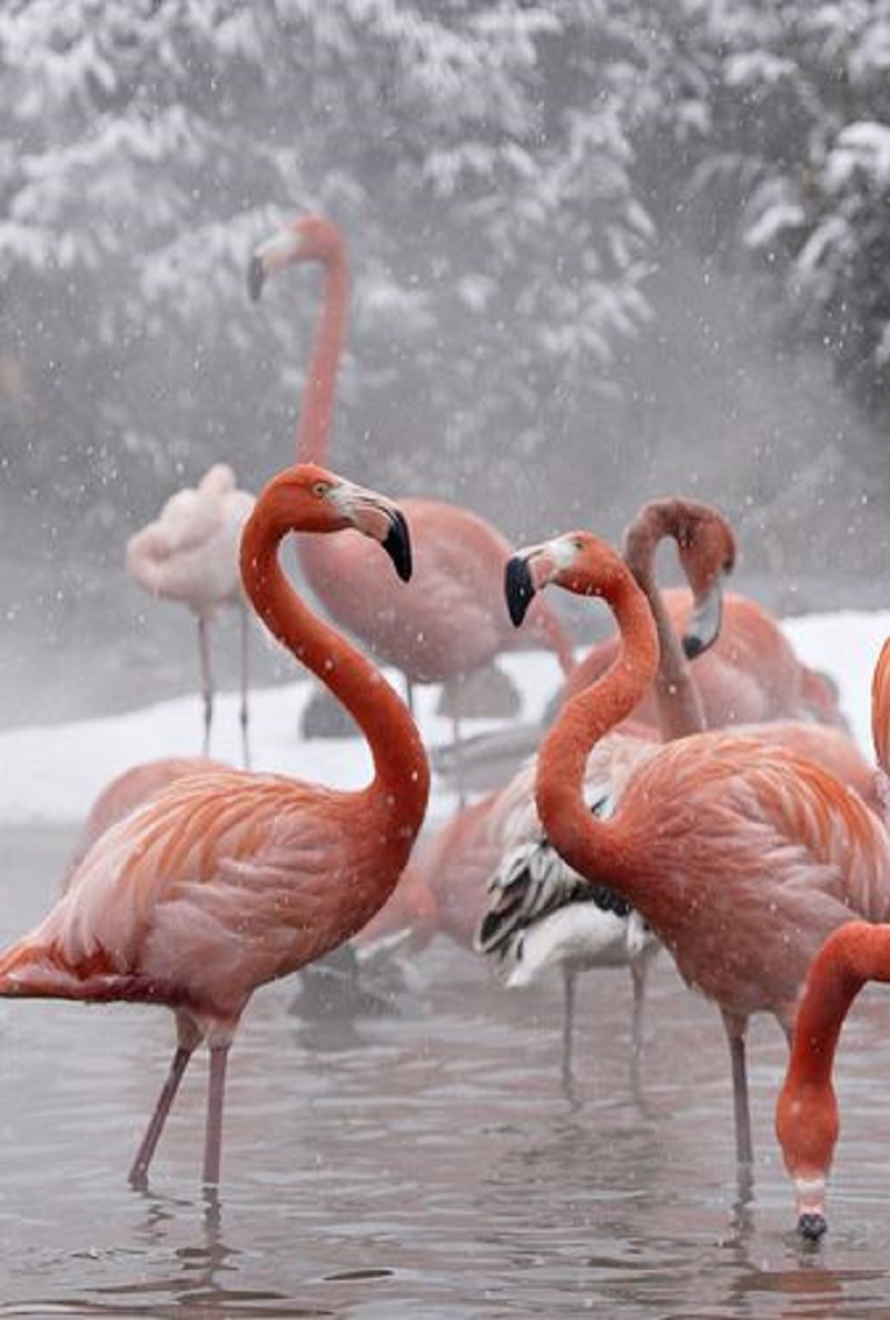 Winter's Majestic Palette: Celebrating the Beauty of Flamingos in Winter