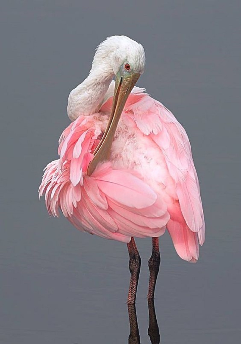The Enchanting Roseate Spoonbill: A Bird of Elegance and Grace
