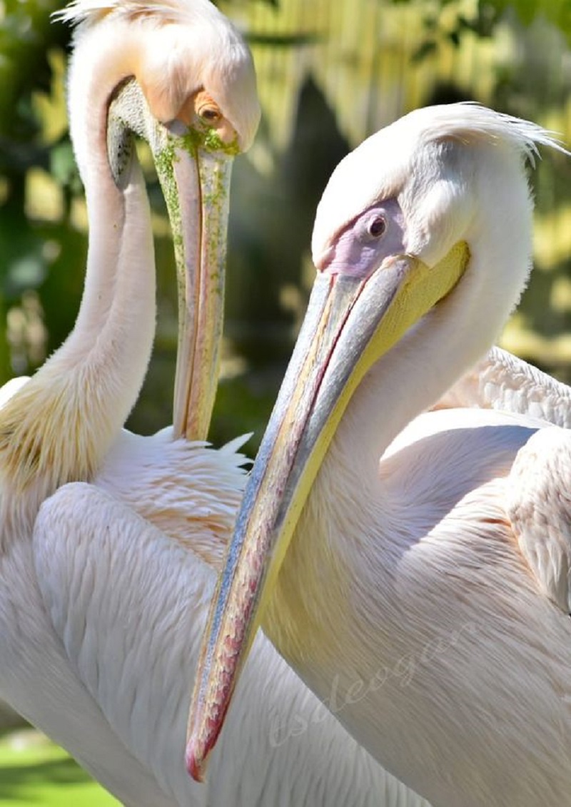 The Enigmatic Pink Snow Pelican: Unveiling the Mystique of Nature's Marvel
