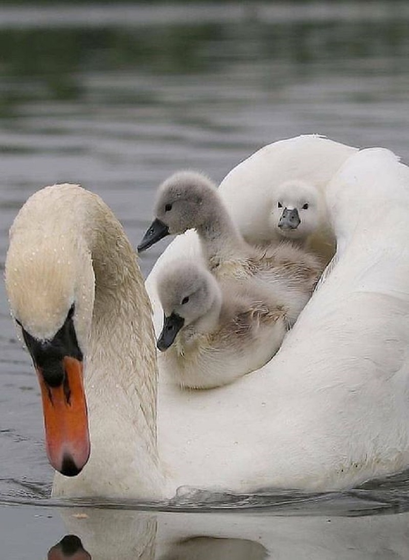 A Tale of Tender Care: The White Swan's Nurturing Love for Its Young