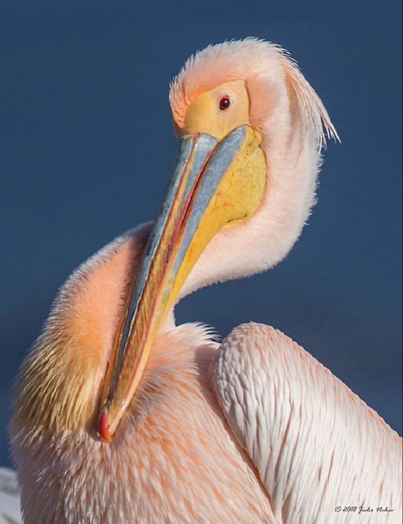 The Enigmatic Pink Snow Pelican: Unveiling the Mystique of Nature's Marvel