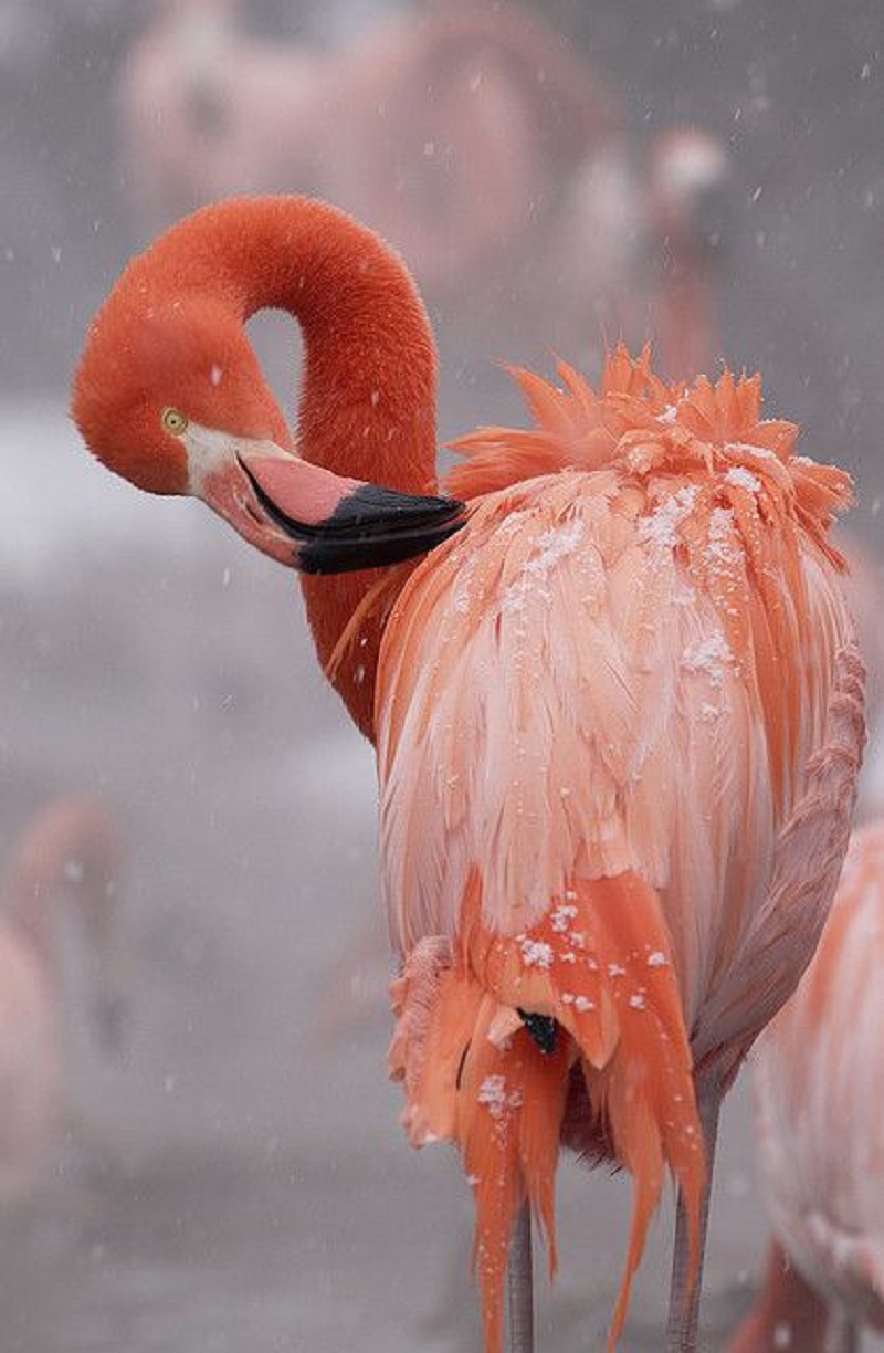 Winter's Majestic Palette: Celebrating the Beauty of Flamingos in Winter